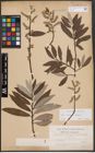 Foto von Salix caprea L. x Salix eleagnos Scop.